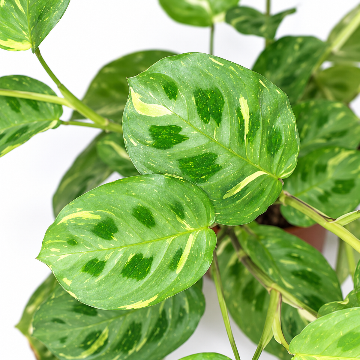 Maranta Kerchoveana Variegata