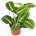 Maranta Leuconeura Lemon