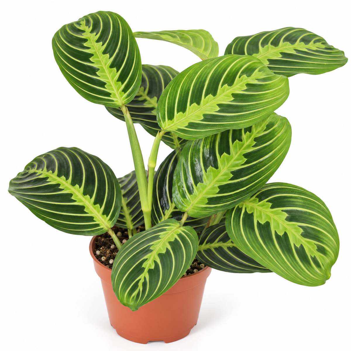 Maranta Leuconeura Lemon