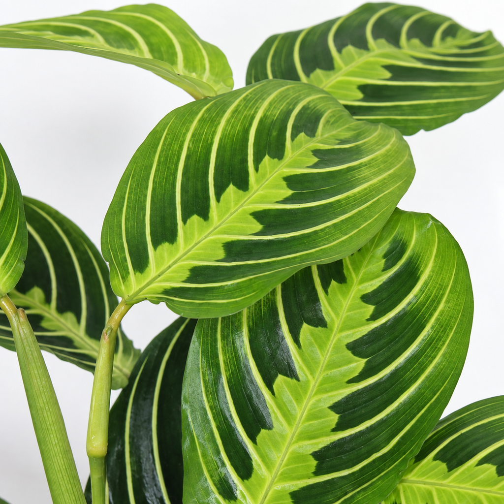 Maranta Leuconeura Lemon