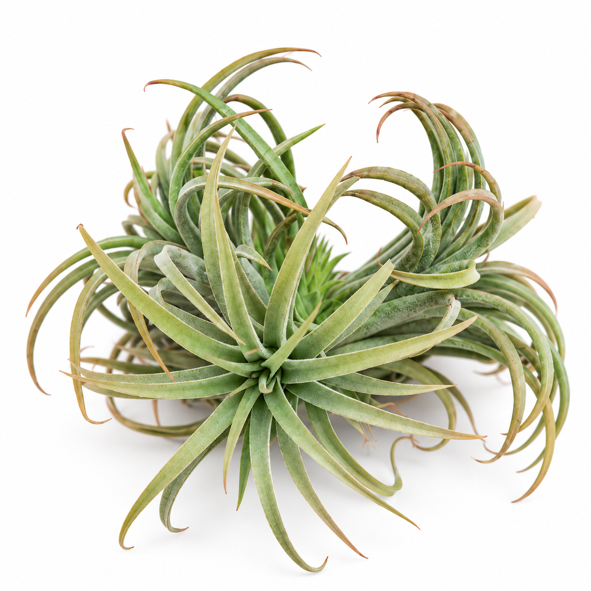 Tillandsia Ionantha Family