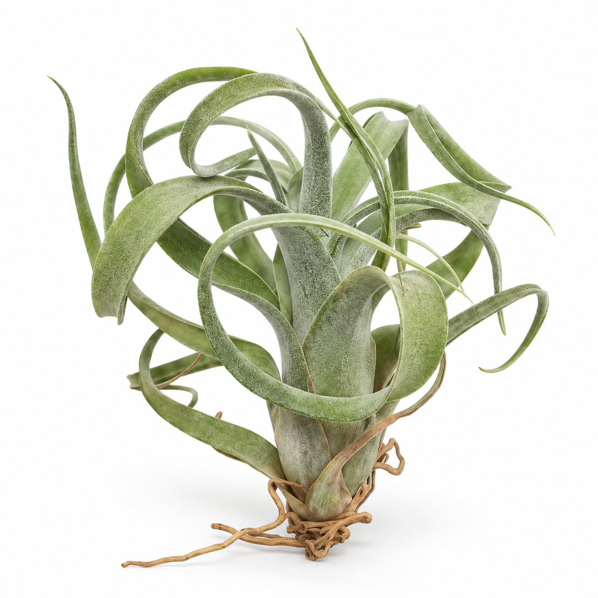 Tillandsia 'Curly Slim'