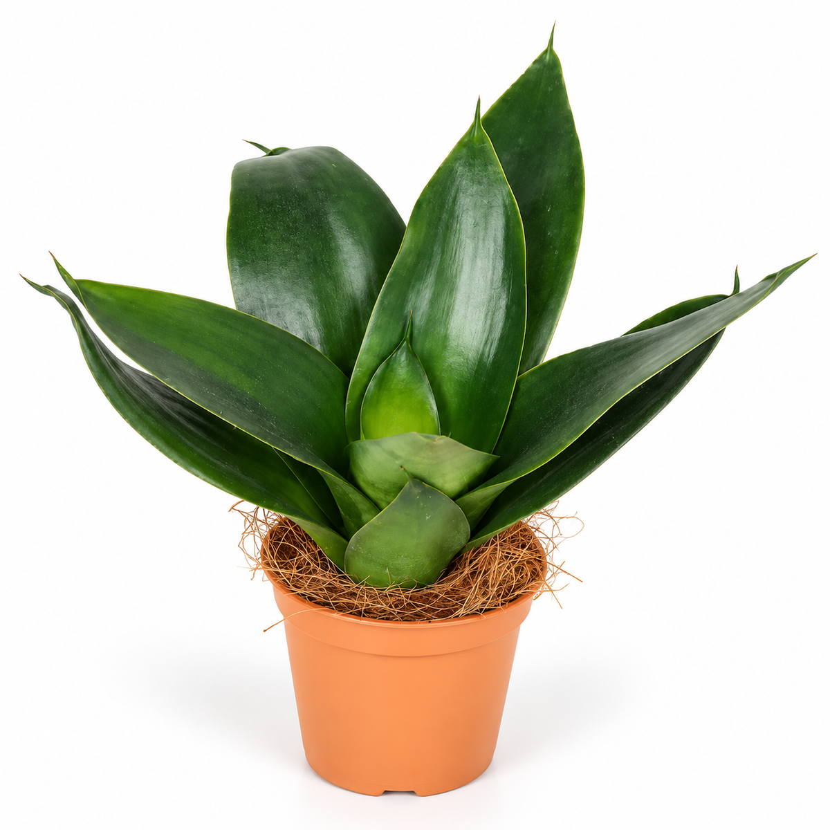 Sansevieria Mini Trifasciata "Black Diamond"