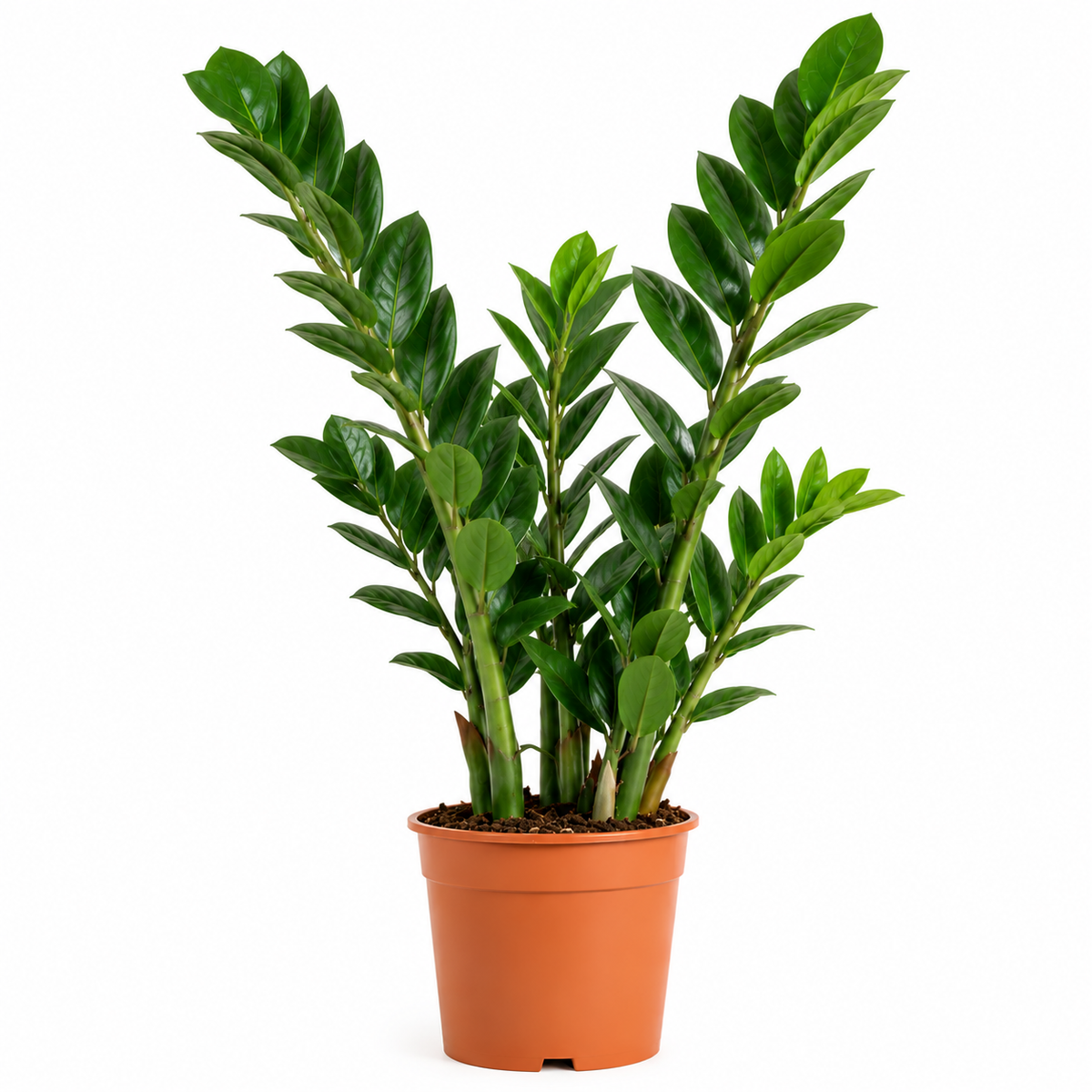 Zamioculca (Zamioculcas zamiifolia) L