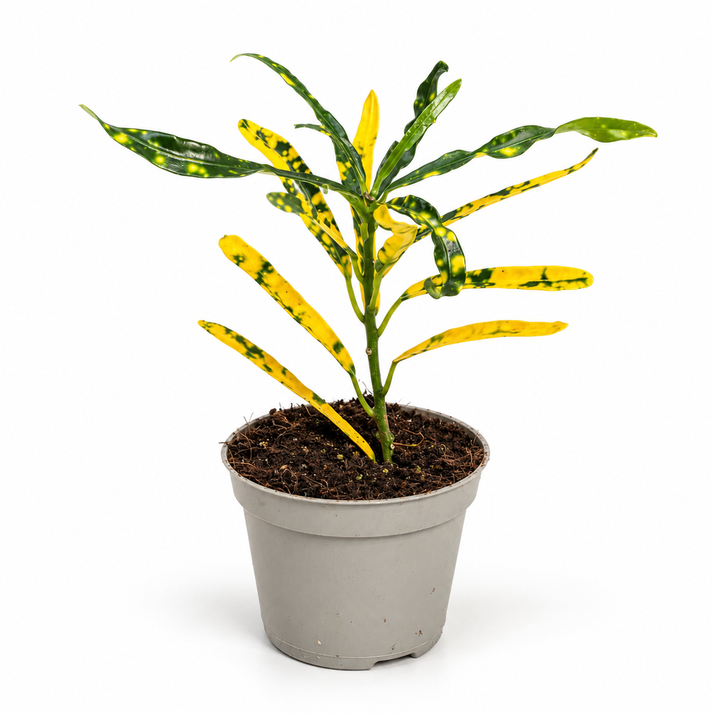 Crotón “Sunny Star” Mini (Codiaeum Variegatum)