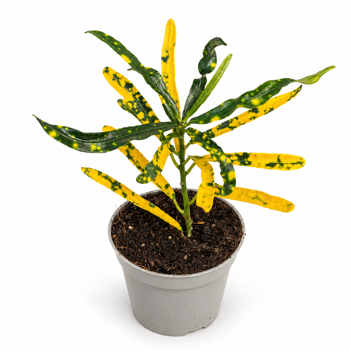 Crotón “Sunny Star” Mini (Codiaeum Variegatum)