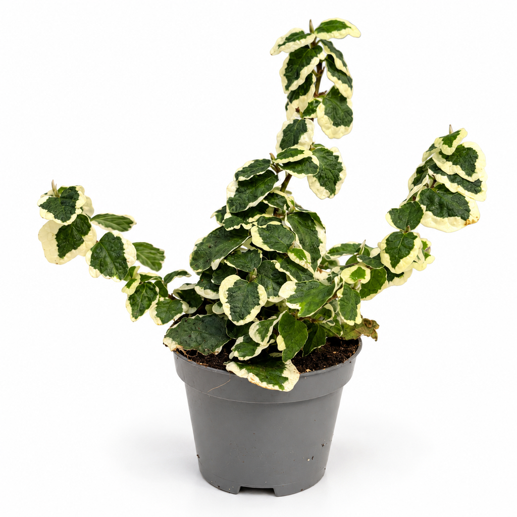 Ficus Pumila “White Sunny” Mini