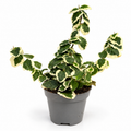 Ficus Pumila “White Sunny” Mini
