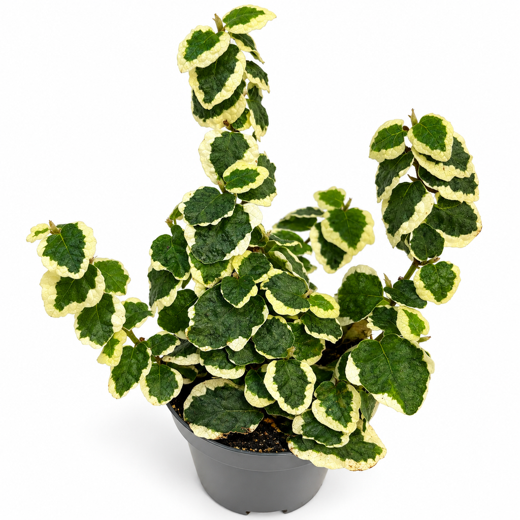 Ficus Pumila “White Sunny” Mini
