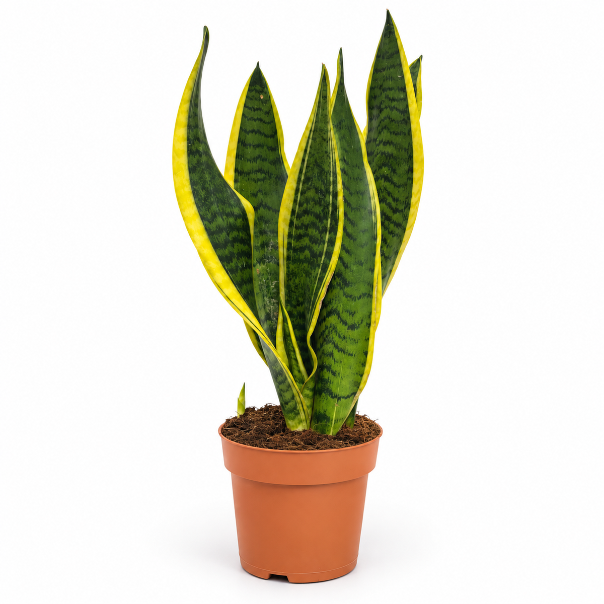 Sansevieria Trifasciata Laurentii L