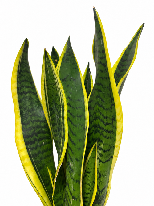 Sansevieria Trifasciata Laurentii L