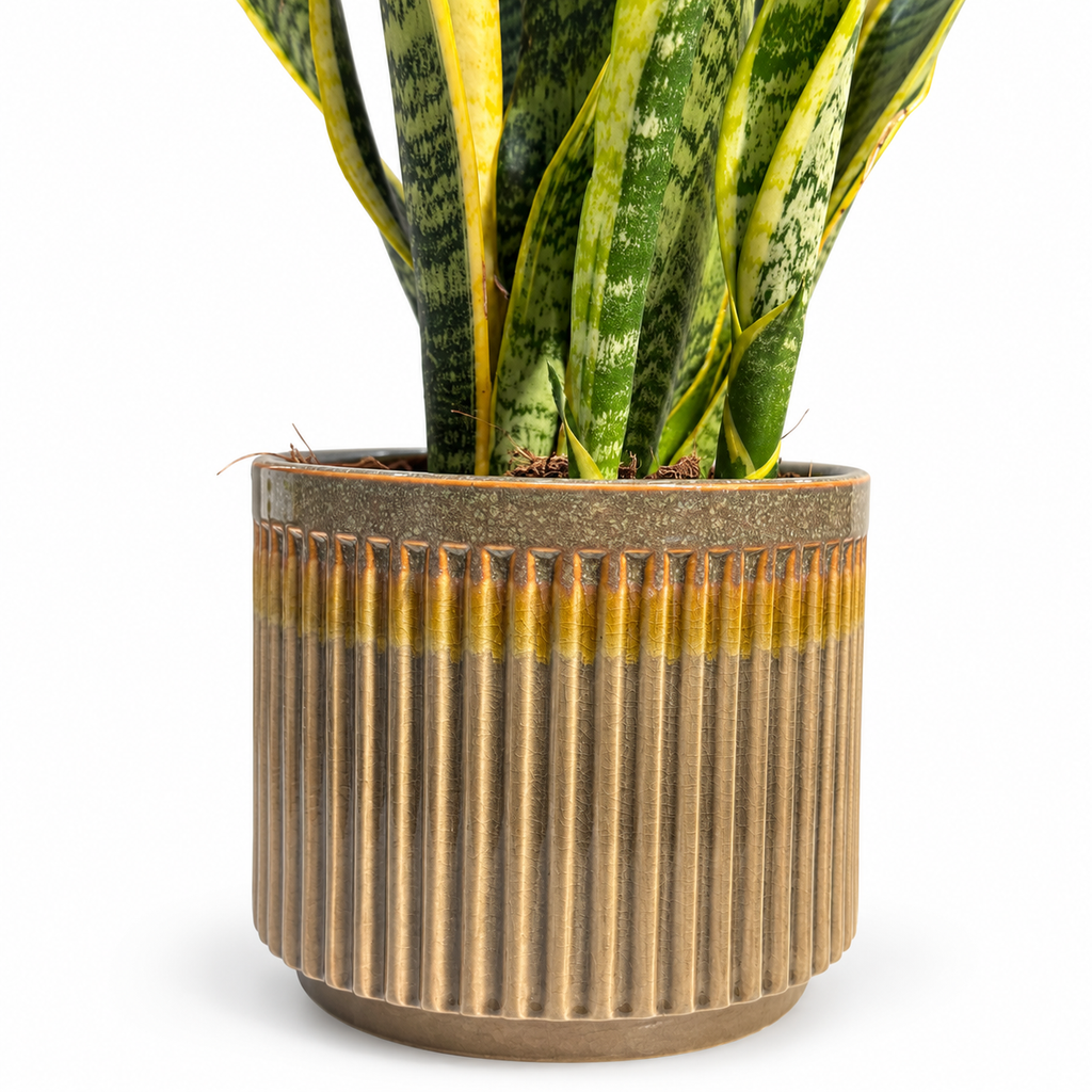 Sansevieria natural para decorar el hogar