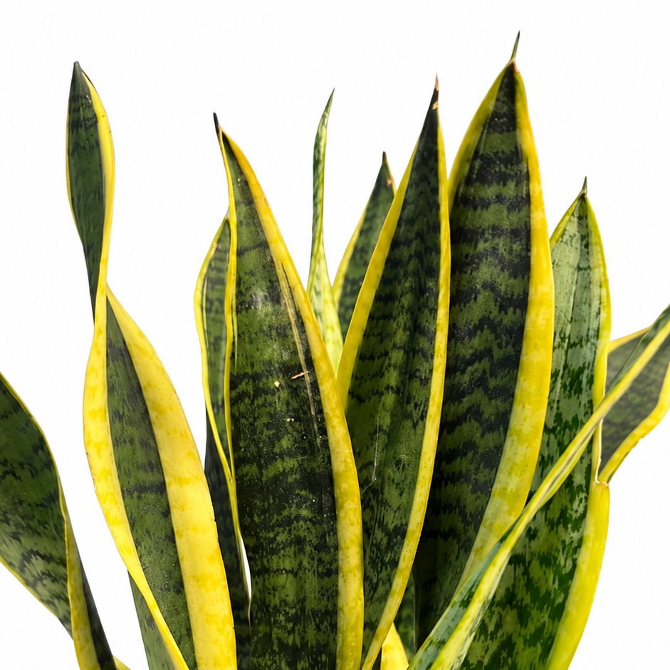 planta de hojas verdes en maceta de cerámica