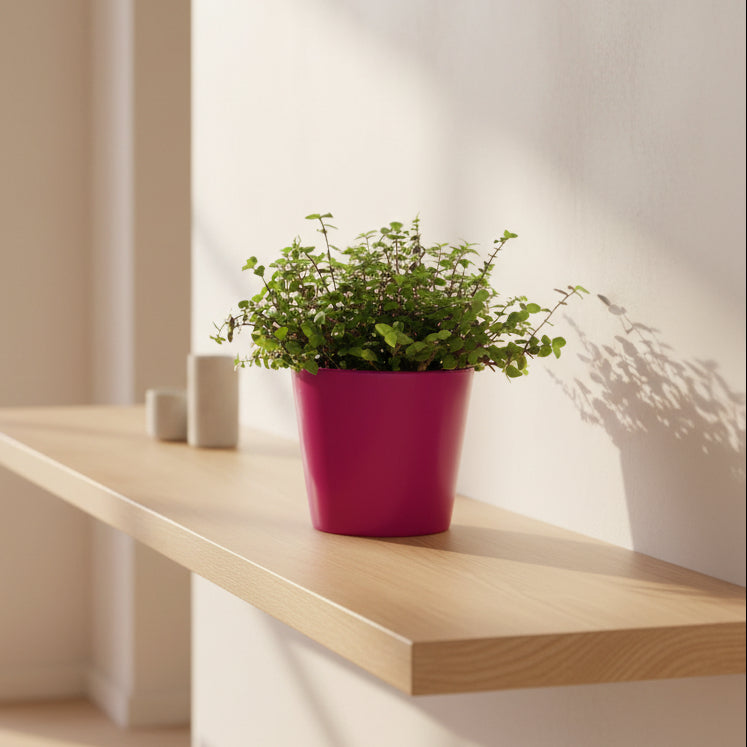 Macetero Basic Fucsia - 12,5 cm