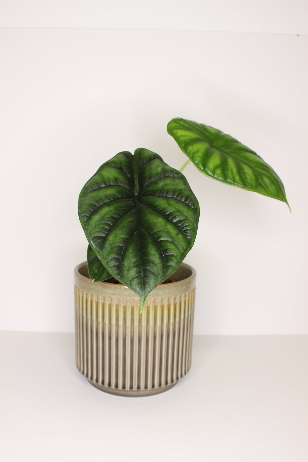 Vaso in gres ceramico
