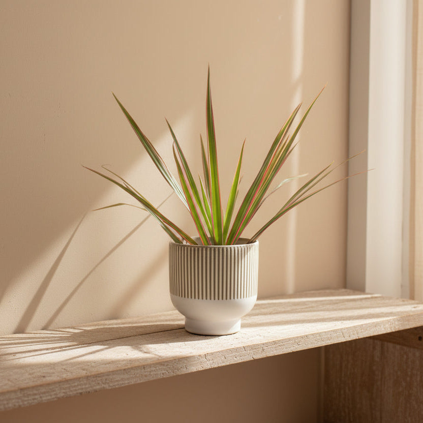 macetero-ceramica-decorativo