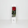 rosa-roja-preservada