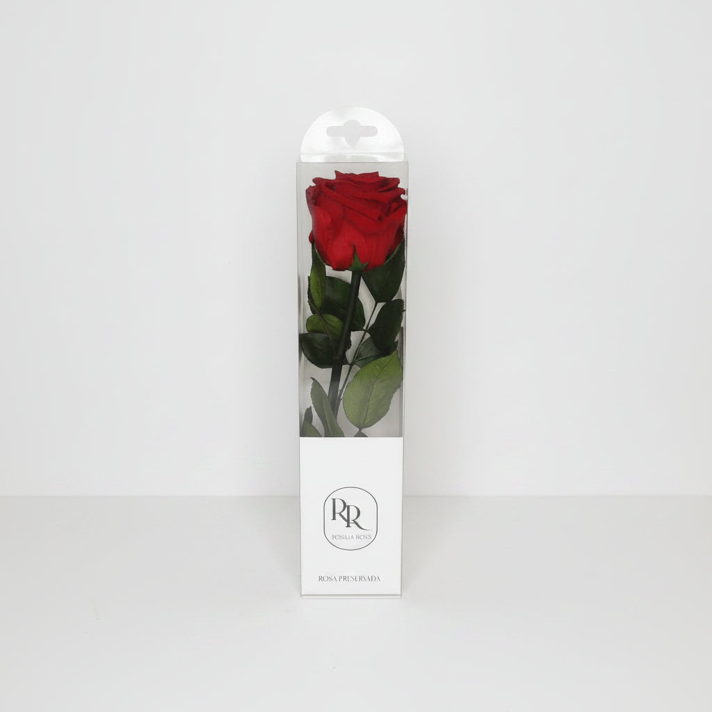 rosa-roja-preservada