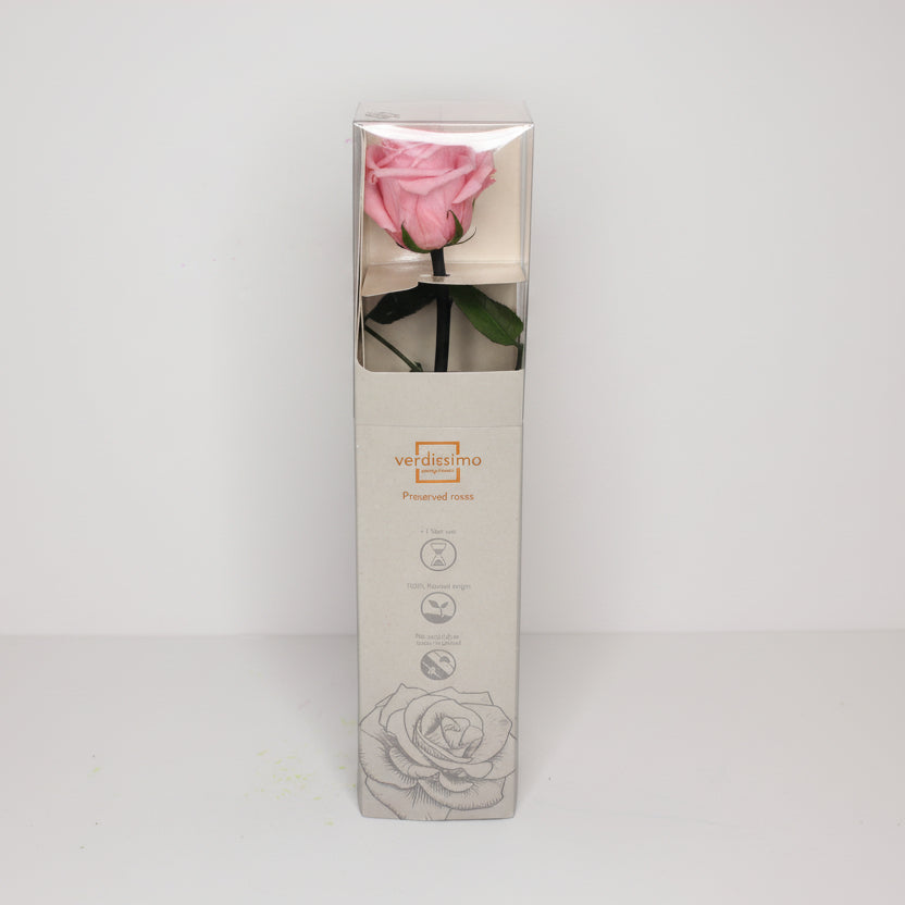 rosa-eterna-rosa