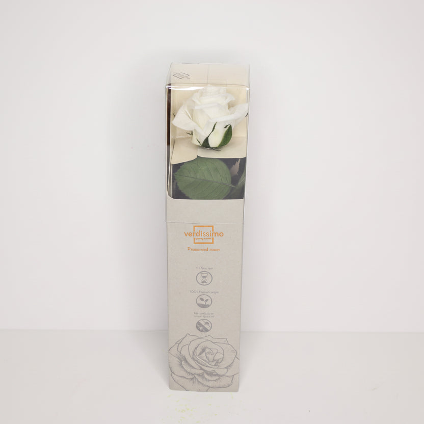 rosa-eterna-blanca