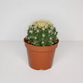 echinocactus-grusonii