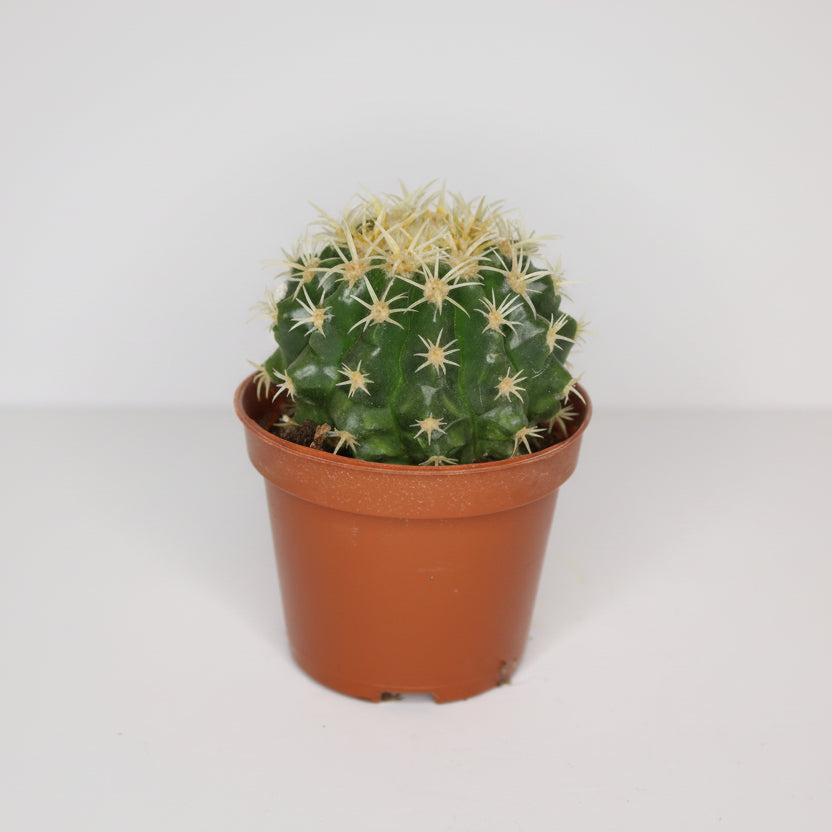 echinocactus-grusonii