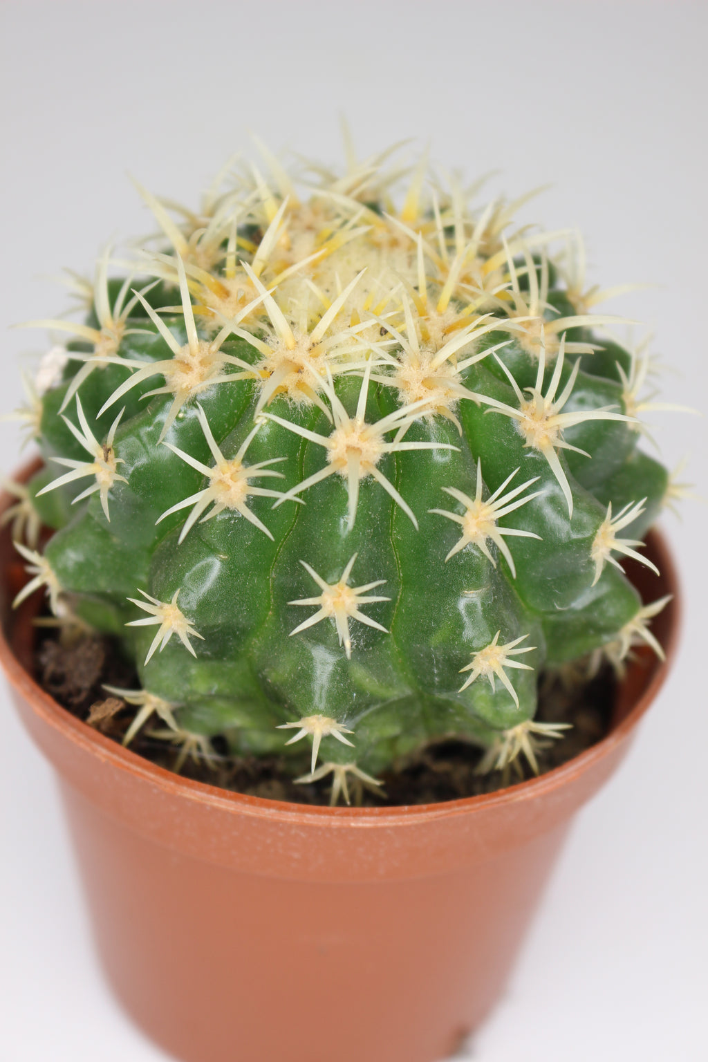 cactus-coleccionable