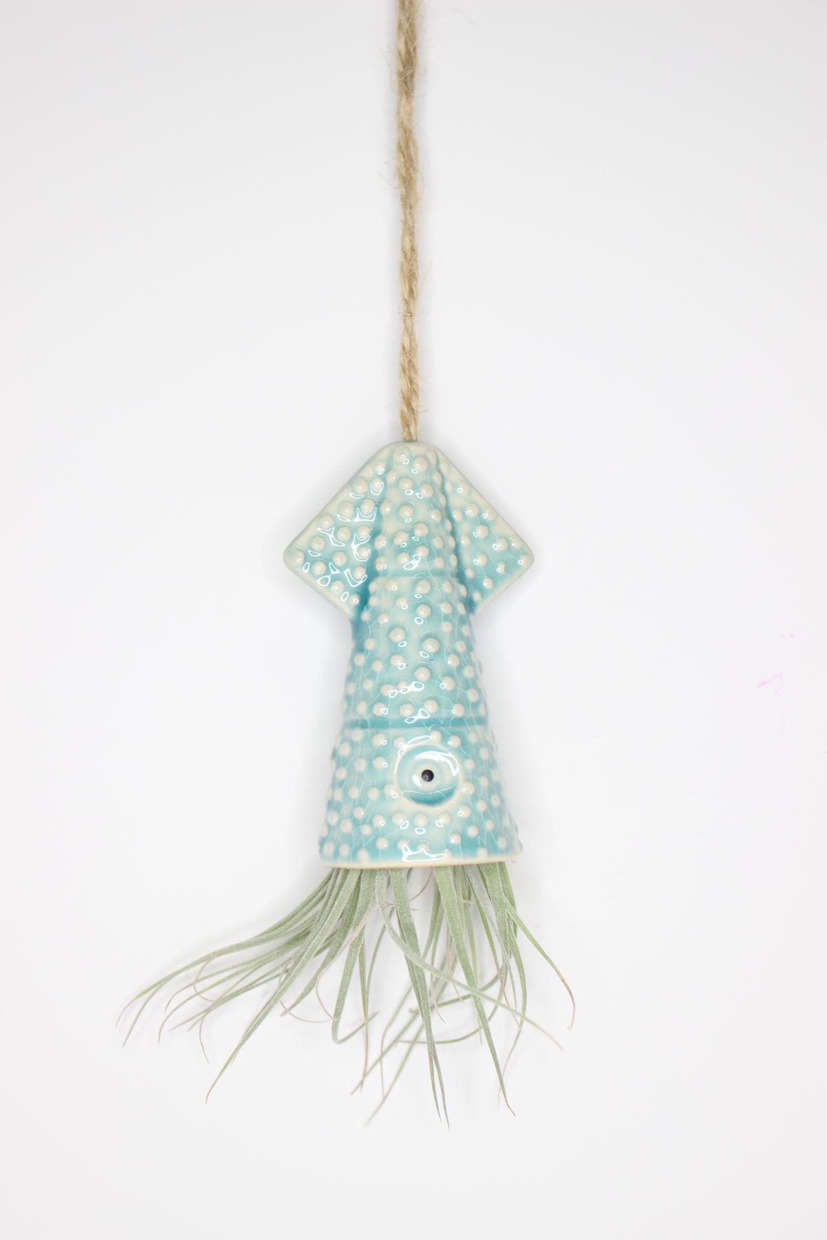 tillandsia-soporte