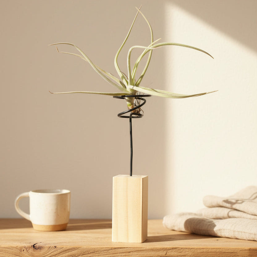 soporte-natural-tillandsia