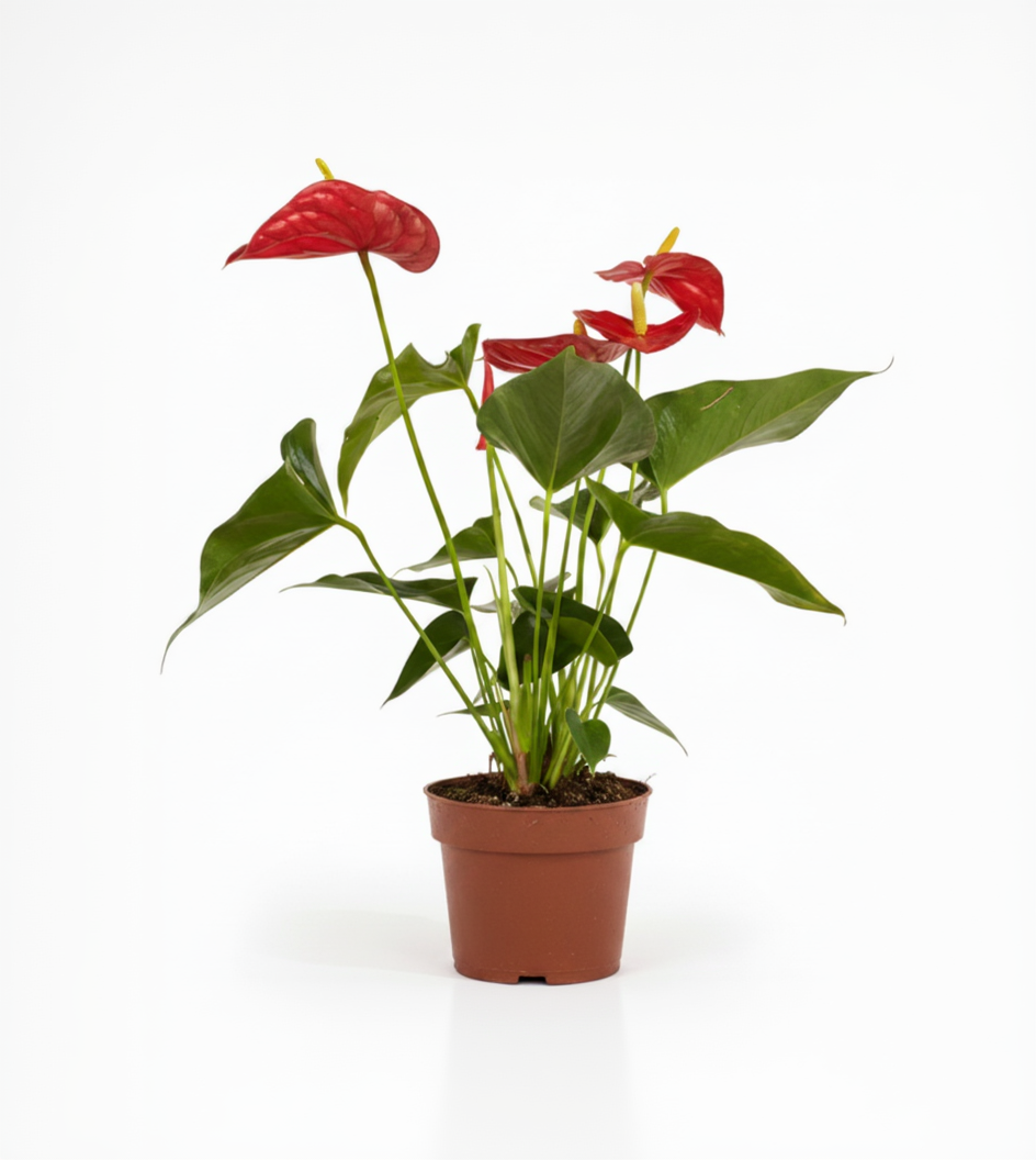 Anthurium Flor Roja M