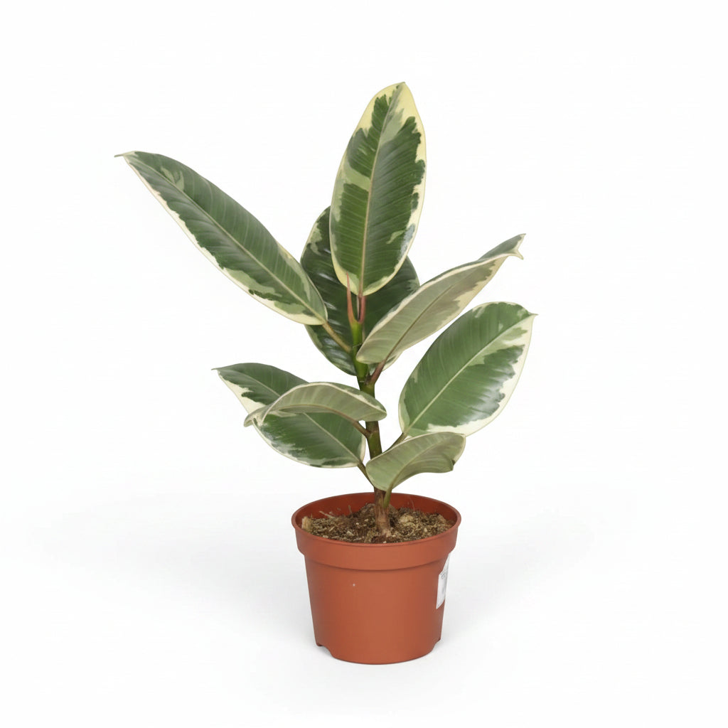 ficus tineke planta interior