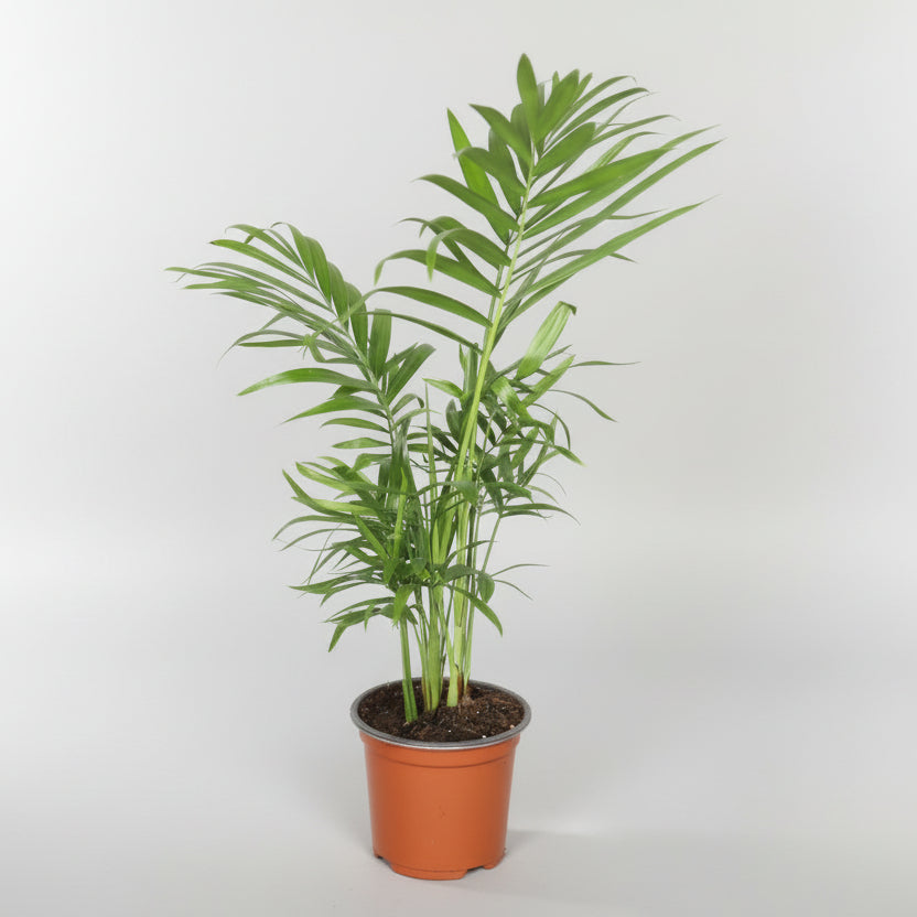 chamadorea elegans palmerita de la suerte planta interior