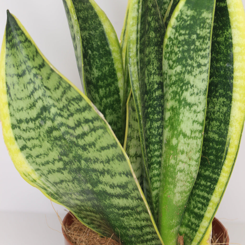 sansevieria-trifasciata-hojas-verdes