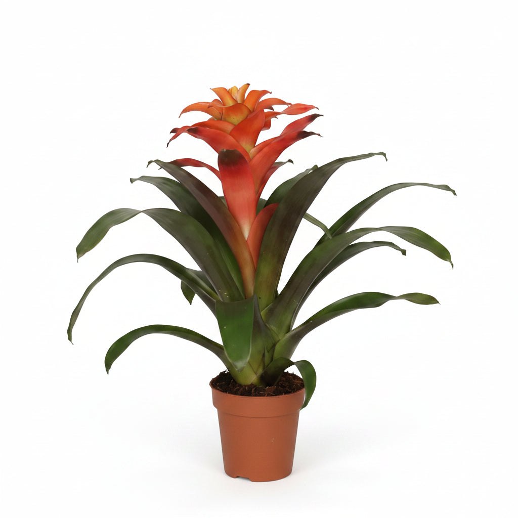 guzmania varios colores