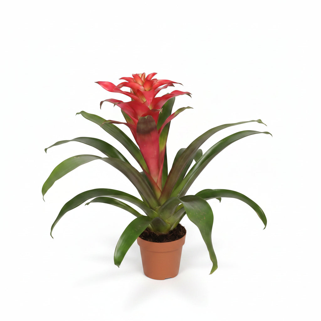 bromelia tropical