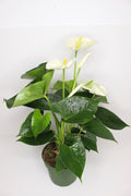 anthurium flor blanca planta interior