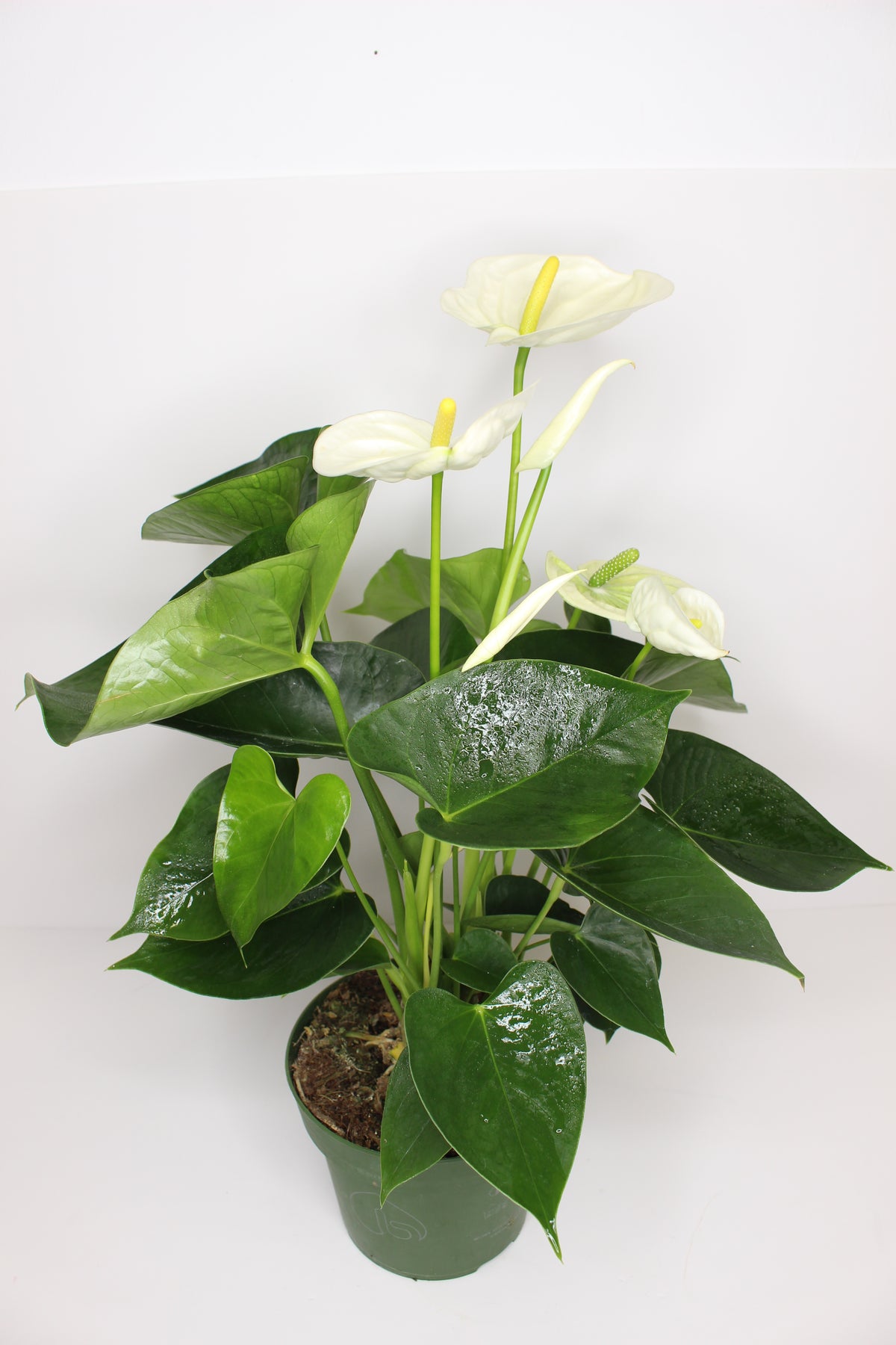 anthurium flor blanca planta interior