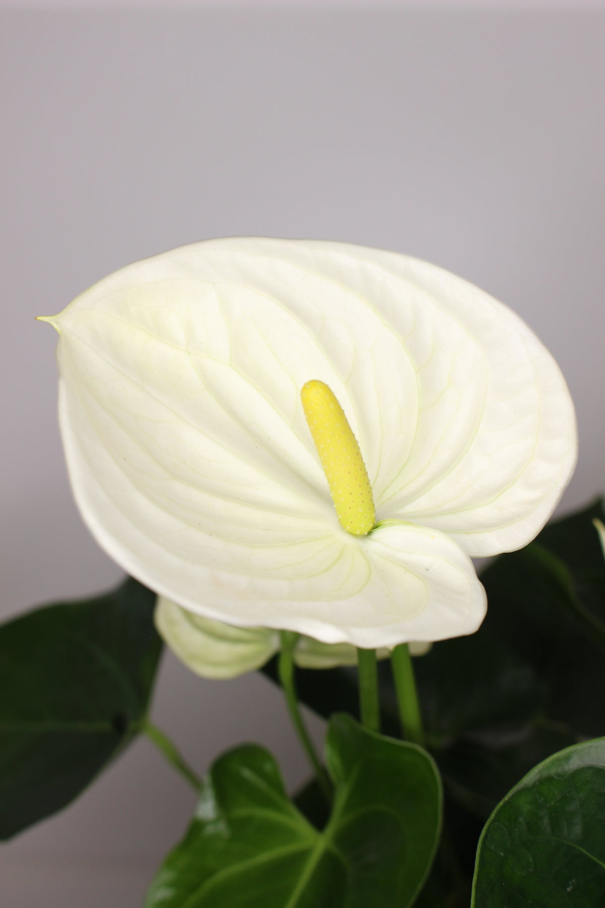 anthurium flor blanca en maceta