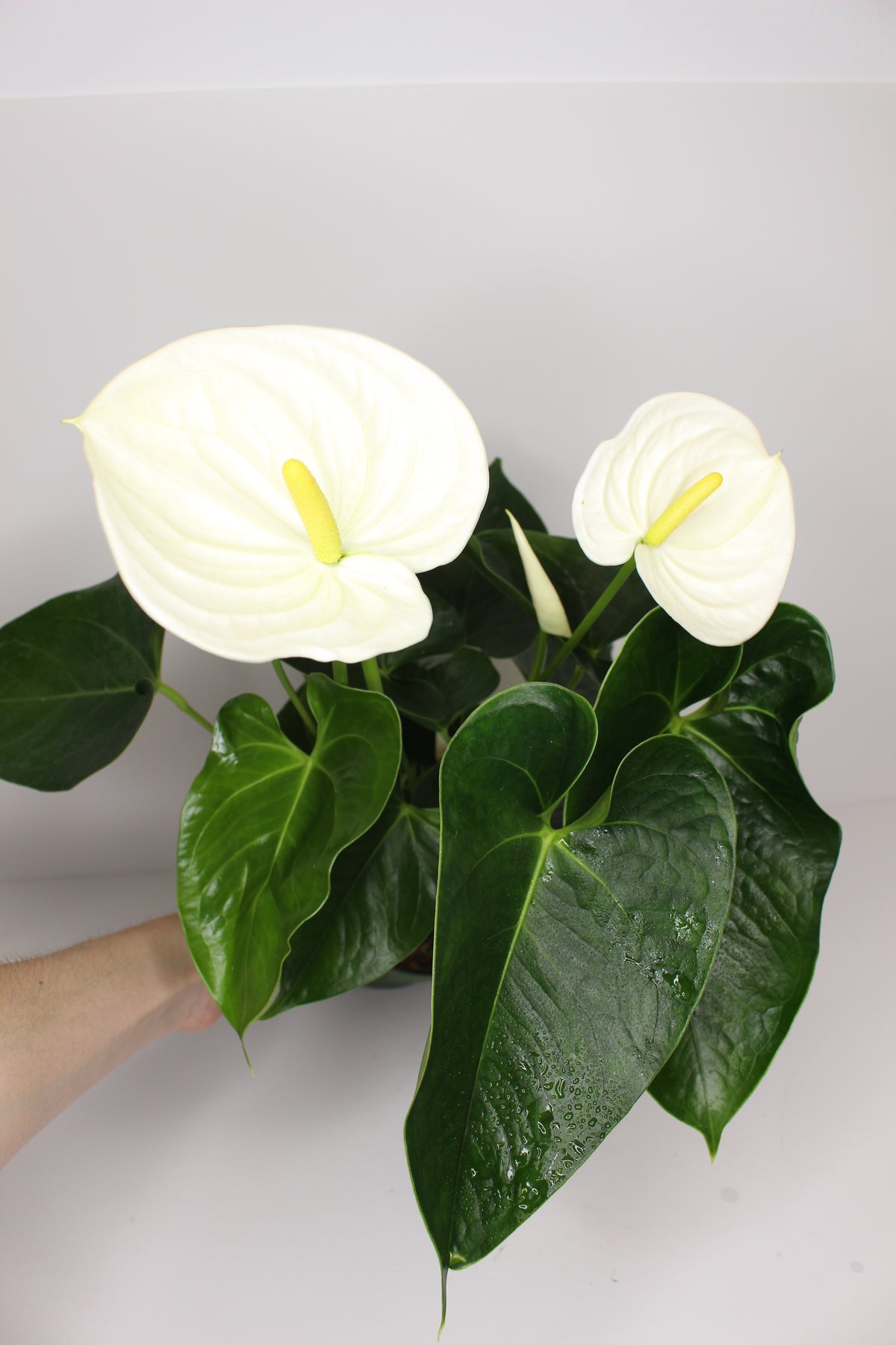 flores blancas anthurium decoración interior