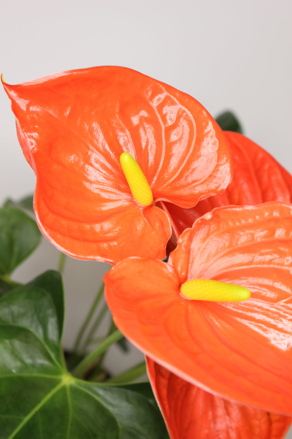 anthurium flor naranja planta interior