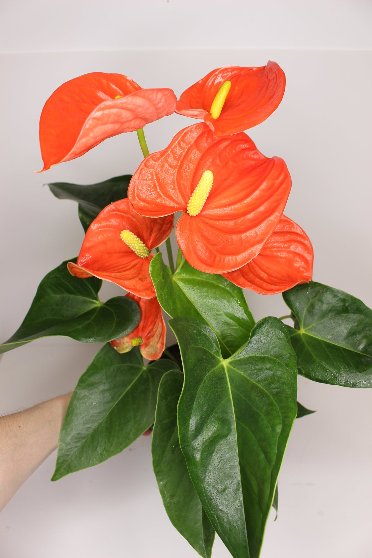 planta anthurium flor naranja