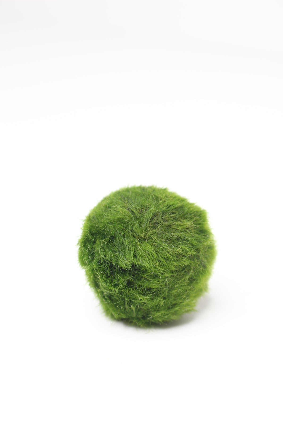 marimo-luma-vida-luz-armonia