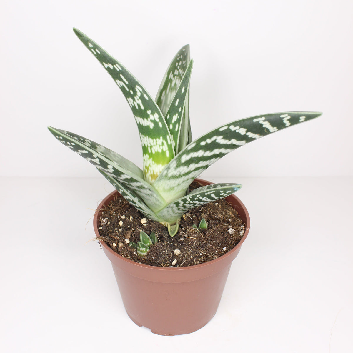 Aloe Variegata