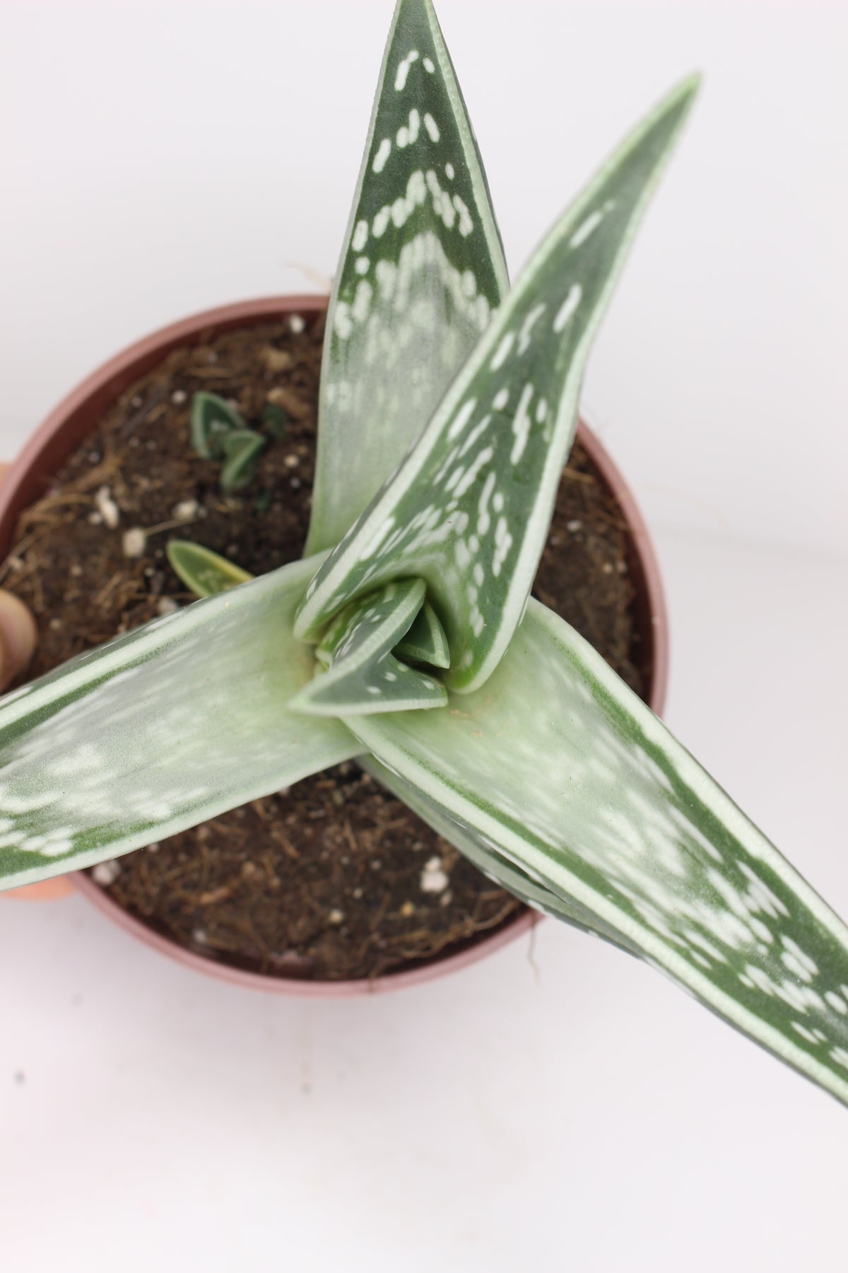 Aloe Variegata
