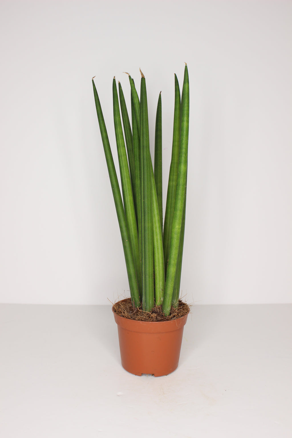 Sansevieria Cylindrica