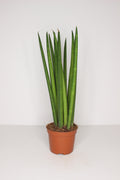 Sansevieria Cylindrica