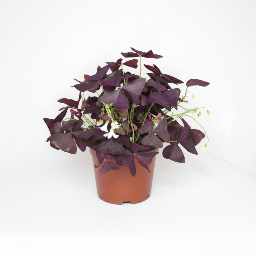 oxalis-triangularis-trebol-mariposa