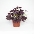 oxalis-triangularis-trebol-mariposa