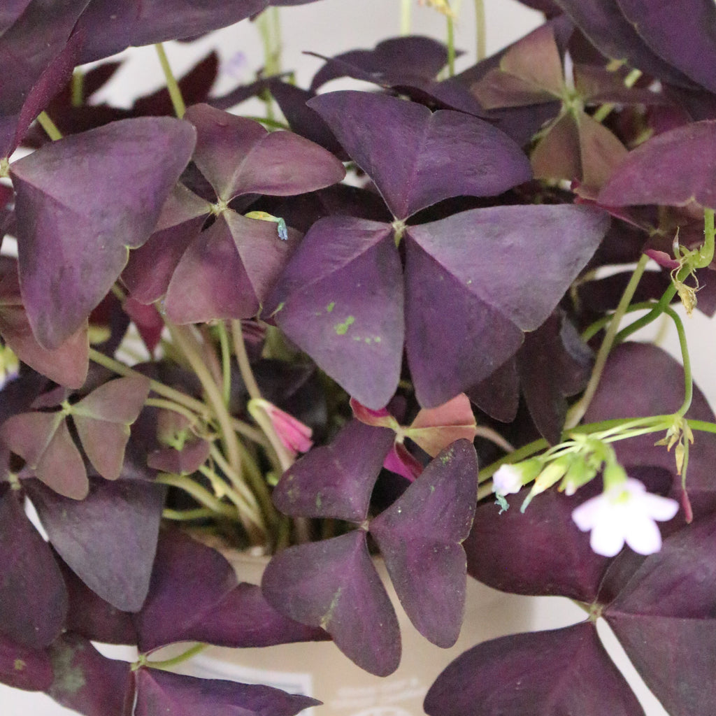 oxalis-morada-interior-decoracion