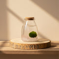 Marimo Akan con Minerales | Amatista y Cuarzo Rosa